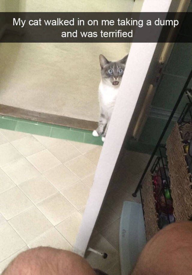Jokes For Cats Lovers (50 pics)