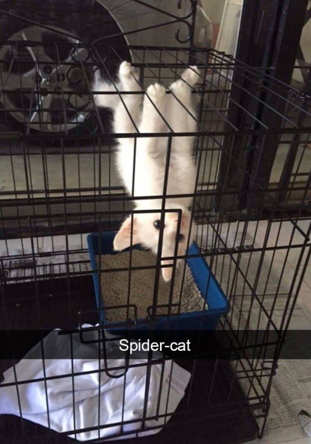 Jokes For Cats Lovers (50 pics)
