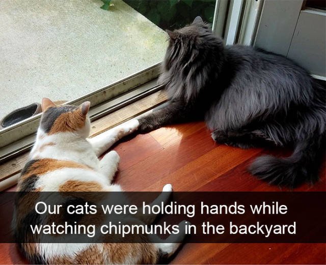 Jokes For Cats Lovers (50 pics)