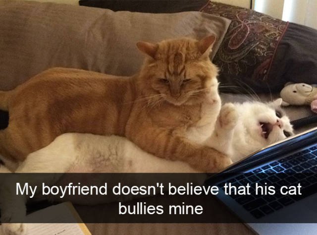 Jokes For Cats Lovers (50 pics)