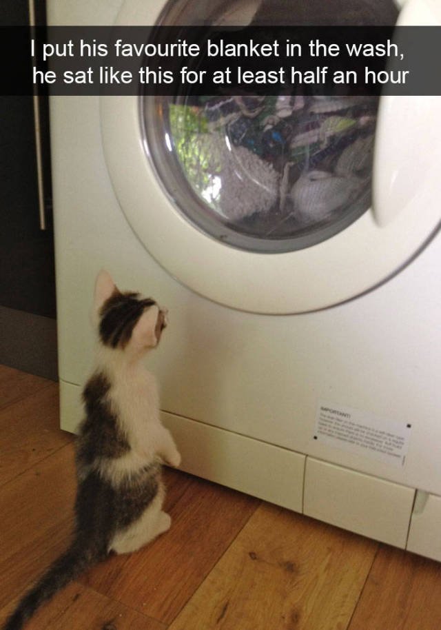 Jokes For Cats Lovers (50 pics)