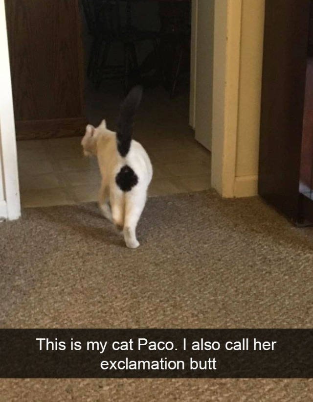 Jokes For Cats Lovers (50 pics)