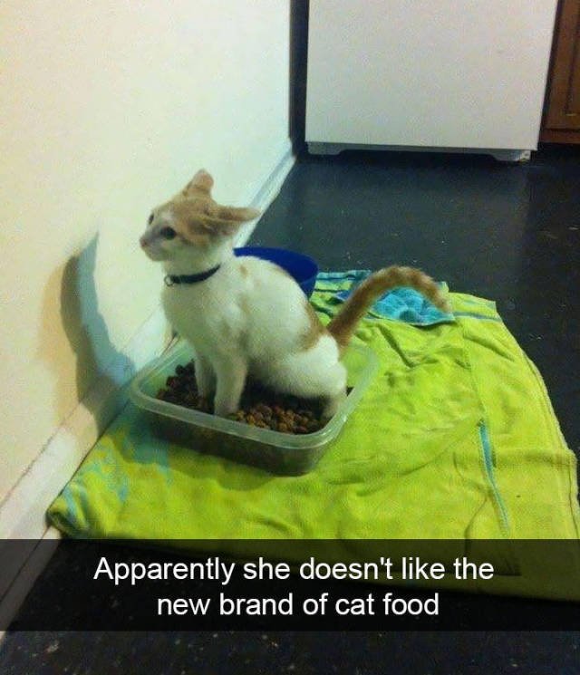 Jokes For Cats Lovers (50 pics)