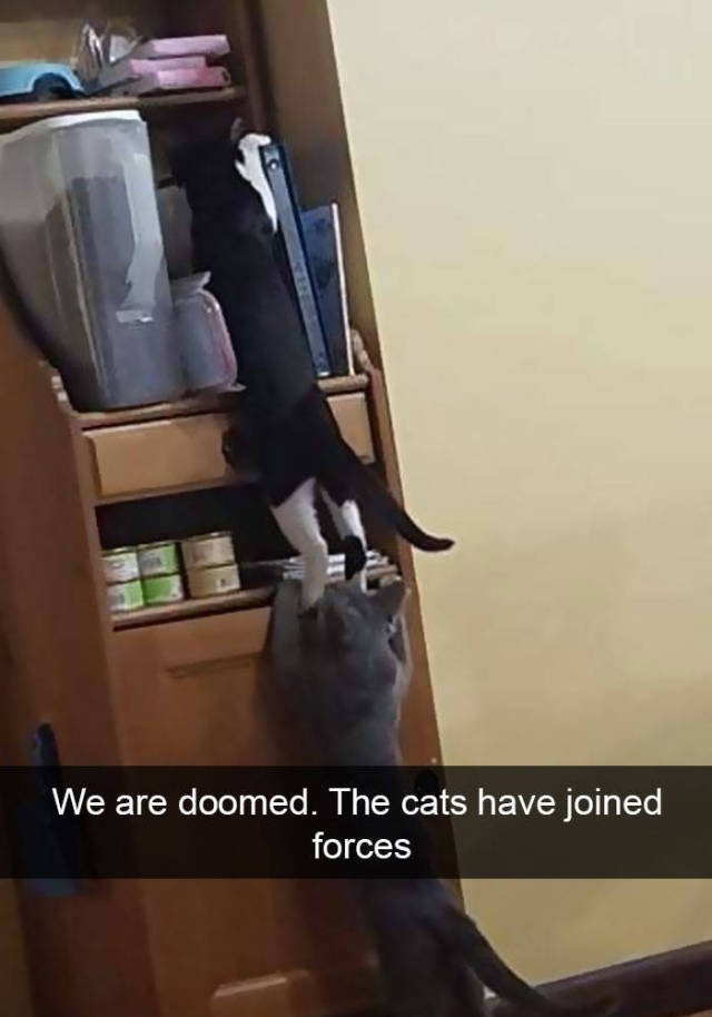 Jokes For Cats Lovers (50 pics)