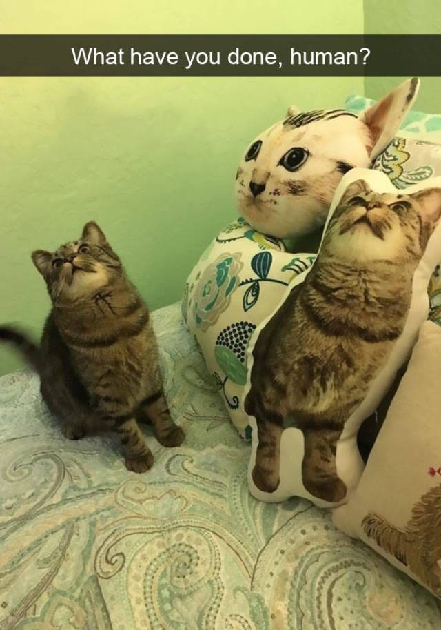 Jokes For Cats Lovers (50 pics)