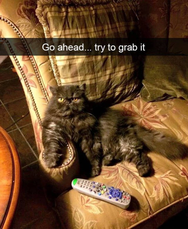 Jokes For Cats Lovers (50 pics)