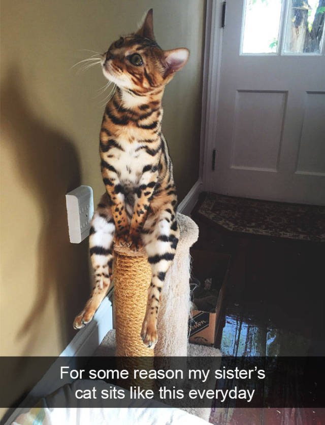Jokes For Cats Lovers (50 pics)