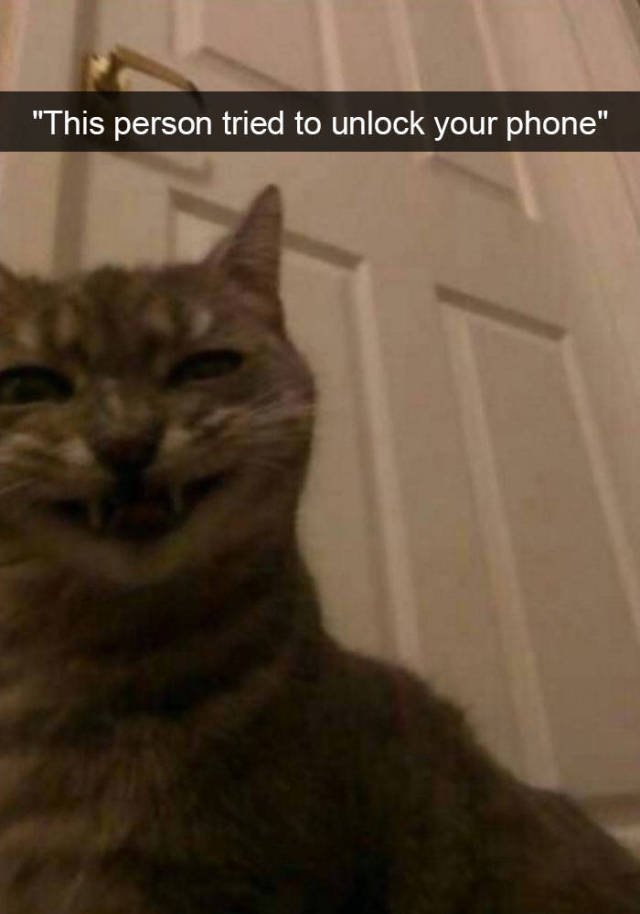 Jokes For Cats Lovers (50 pics)
