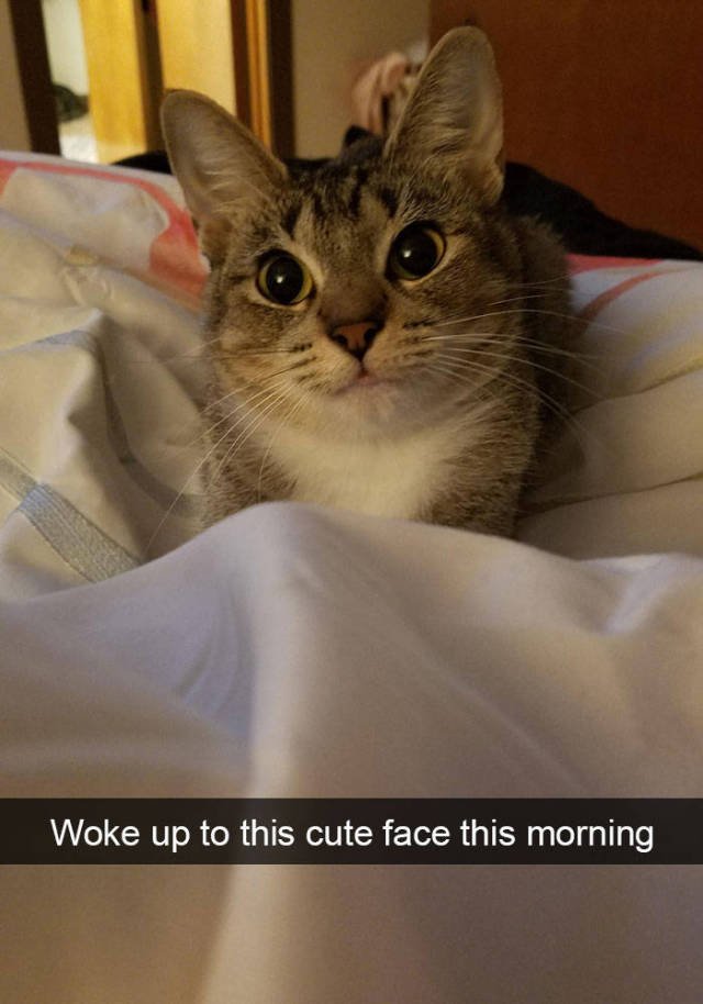 Jokes For Cats Lovers (50 pics)
