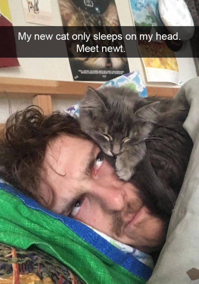 Jokes For Cats Lovers (50 pics)