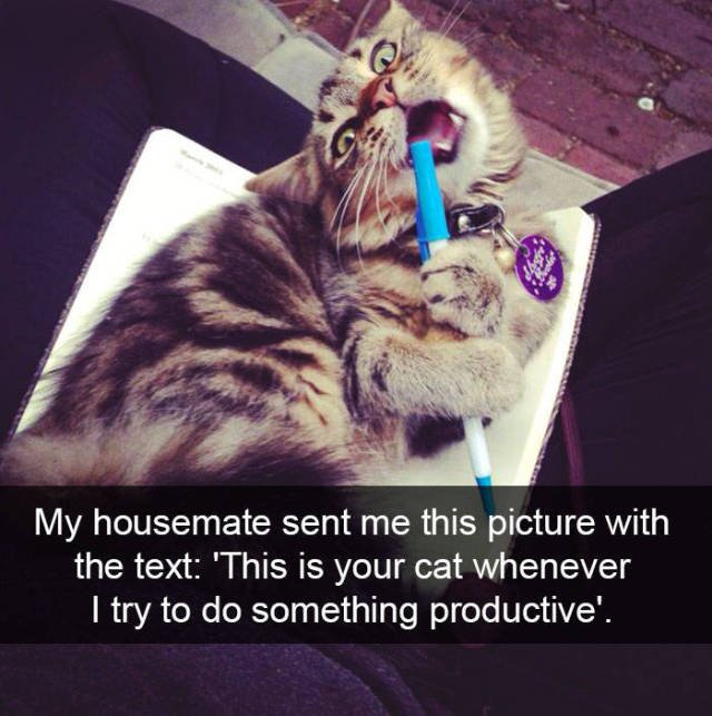 Jokes For Cats Lovers (50 pics)