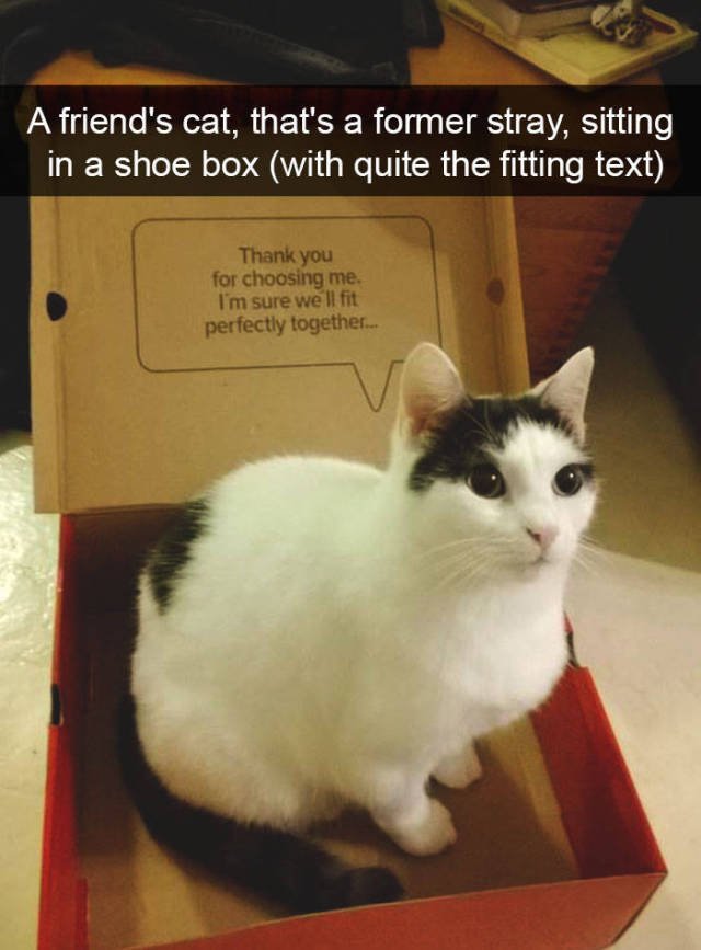 Jokes For Cats Lovers (50 pics)