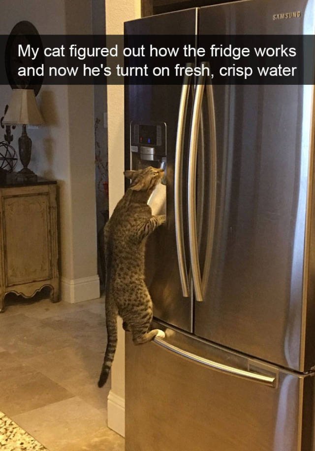 Jokes For Cats Lovers (50 pics)