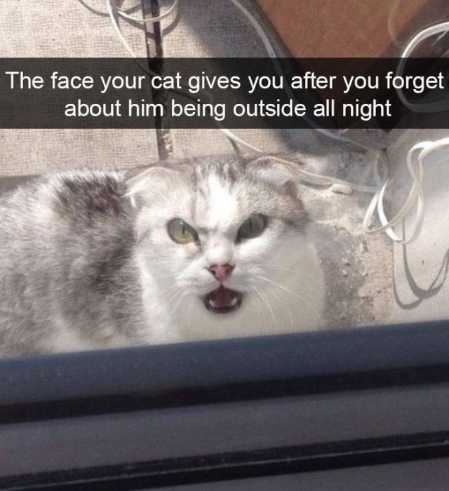 Jokes For Cats Lovers (50 pics)