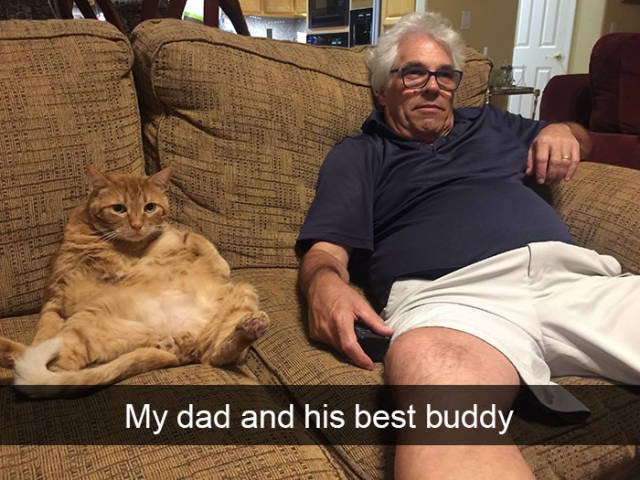 Jokes For Cats Lovers (50 pics)