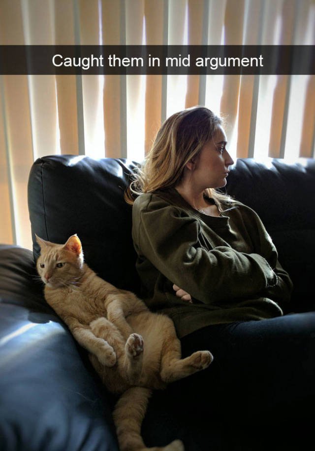 Jokes For Cats Lovers (50 pics)