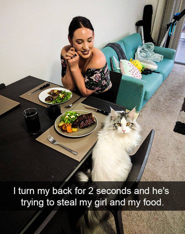Jokes For Cats Lovers (50 pics)