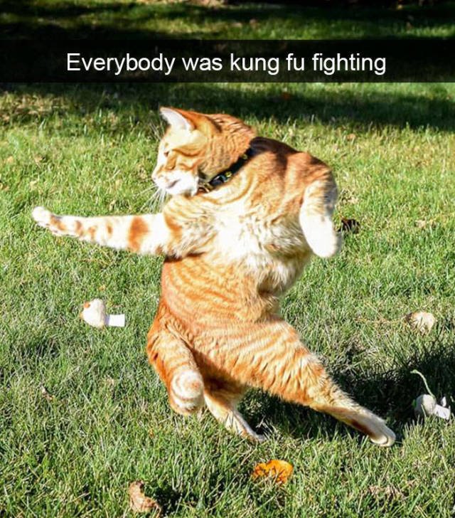 Jokes For Cats Lovers (50 pics)