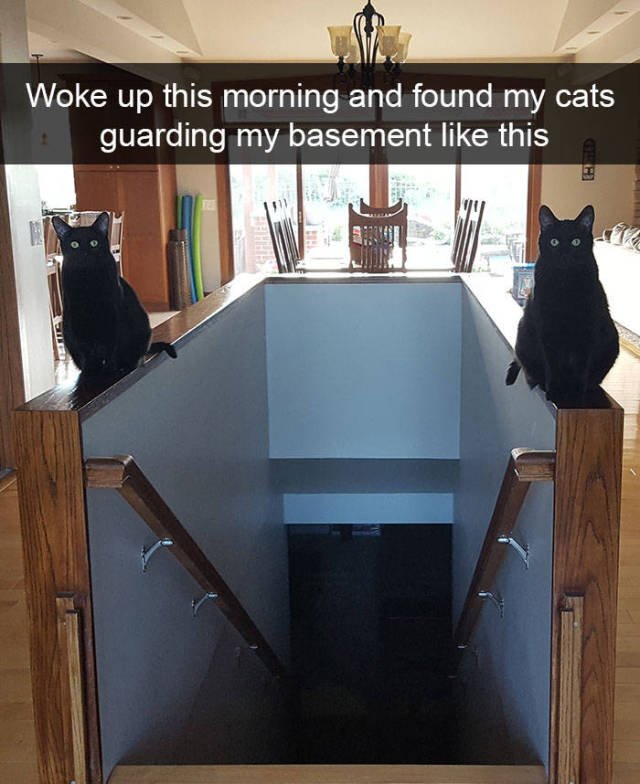 Jokes For Cats Lovers (50 pics)