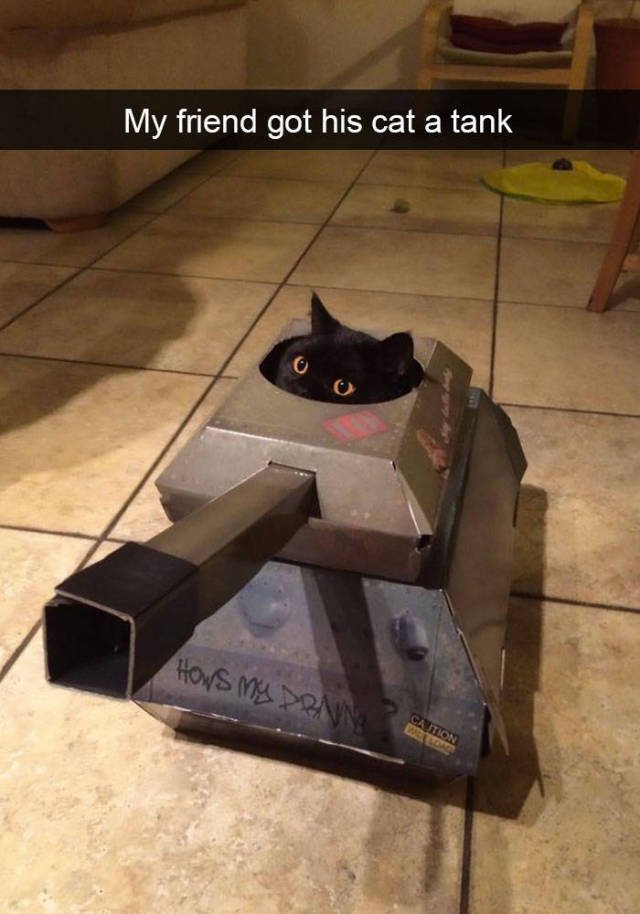 Jokes For Cats Lovers (50 pics)
