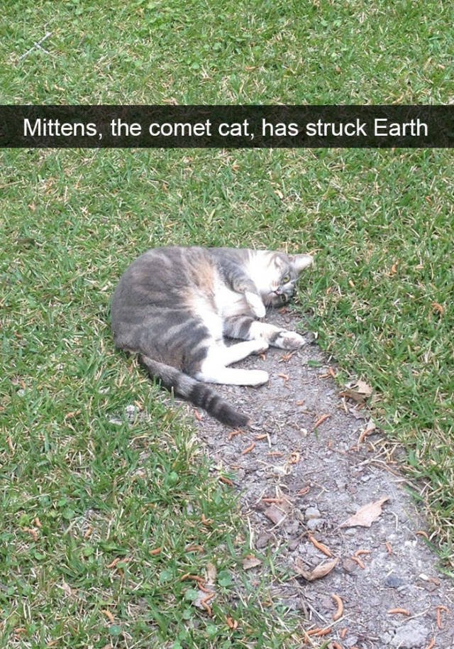 Jokes For Cats Lovers (50 pics)