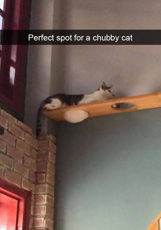 Jokes For Cats Lovers (50 pics)