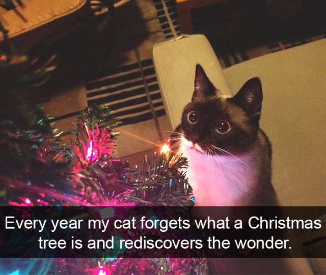 Jokes For Cats Lovers (50 pics)