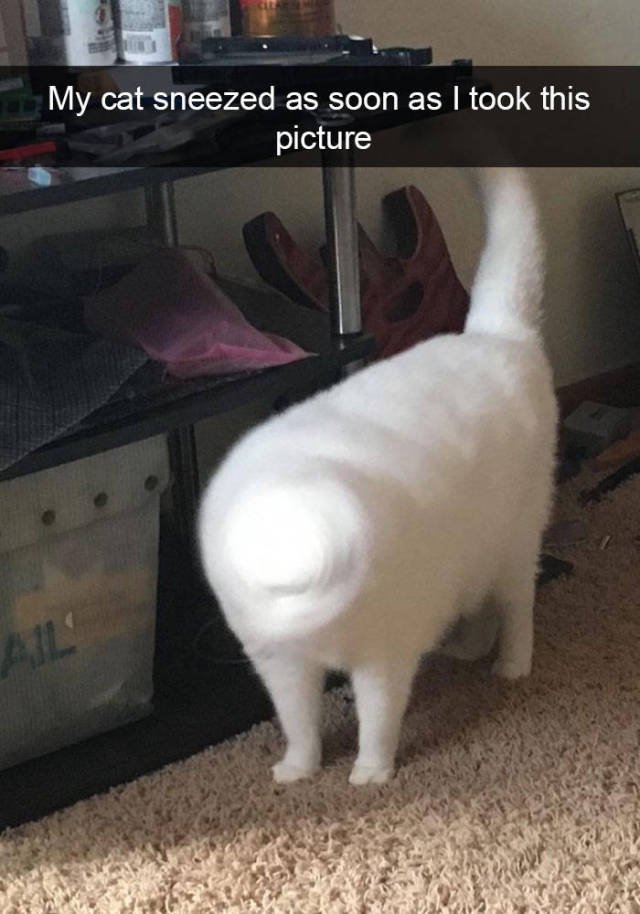 Jokes For Cats Lovers (50 pics)