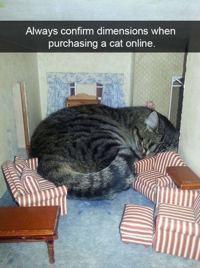 Jokes For Cats Lovers (50 pics)