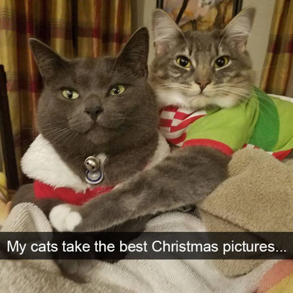 Jokes For Cats Lovers (50 pics)