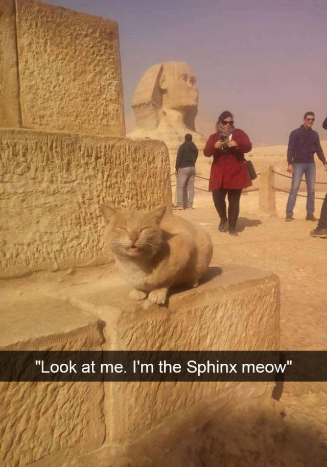 Jokes For Cats Lovers (50 pics)