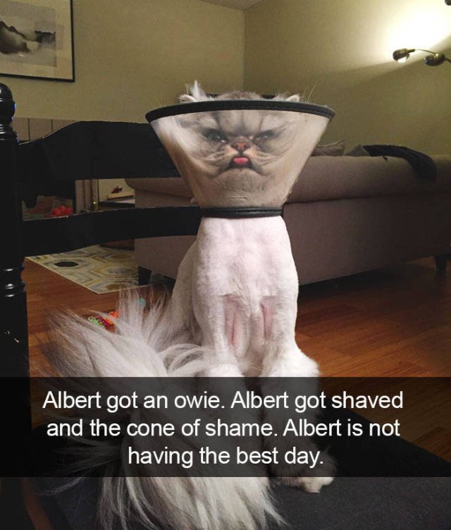 Jokes For Cats Lovers (50 pics)