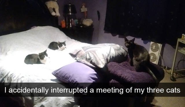 Jokes For Cats Lovers (50 pics)
