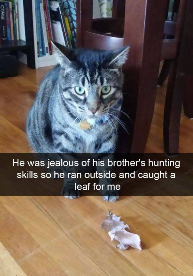 Jokes For Cats Lovers (50 pics)