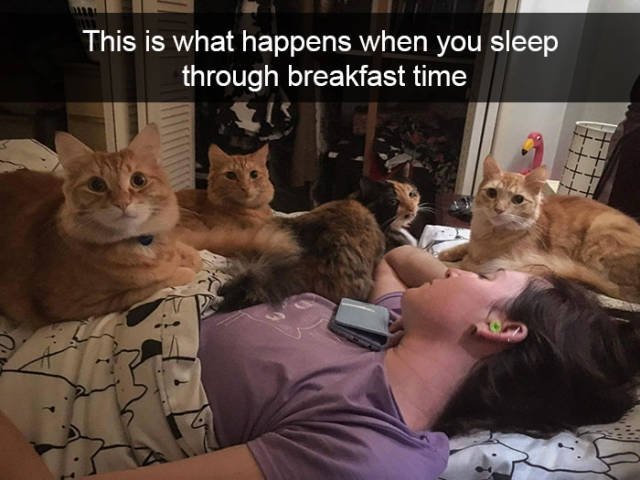 Jokes For Cats Lovers (50 pics)