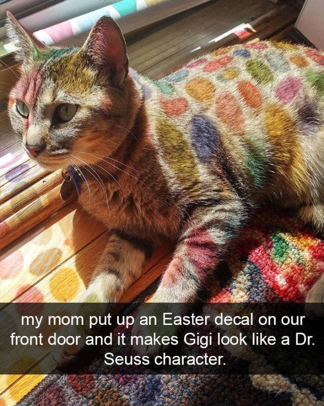 Jokes For Cats Lovers (50 pics)