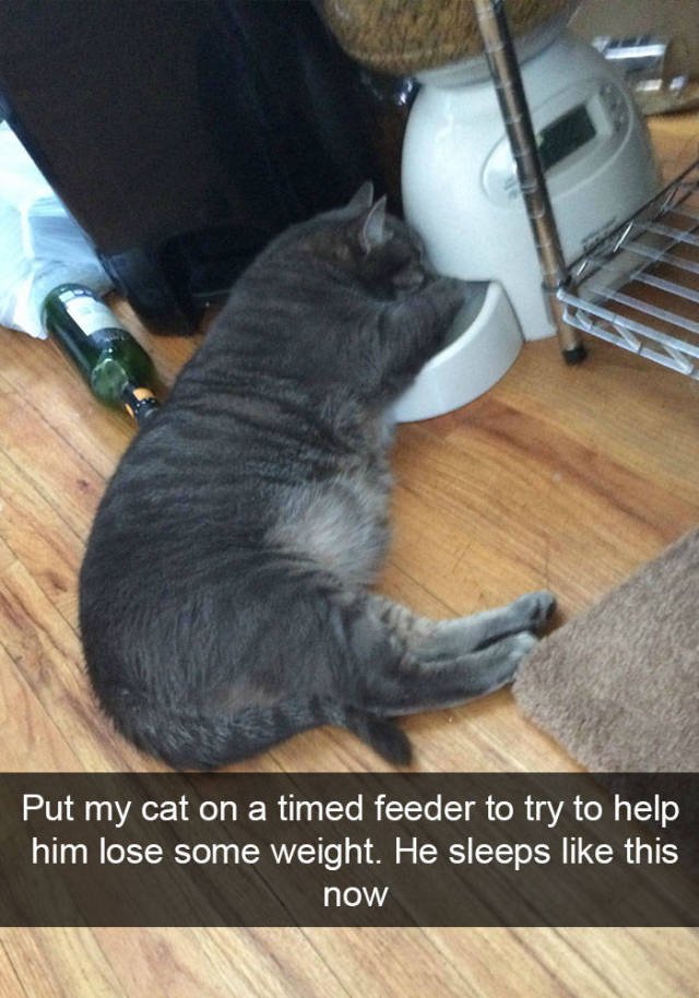 Jokes For Cats Lovers (50 pics)