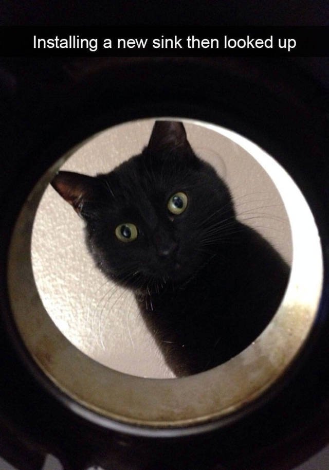 Jokes For Cats Lovers (50 pics)