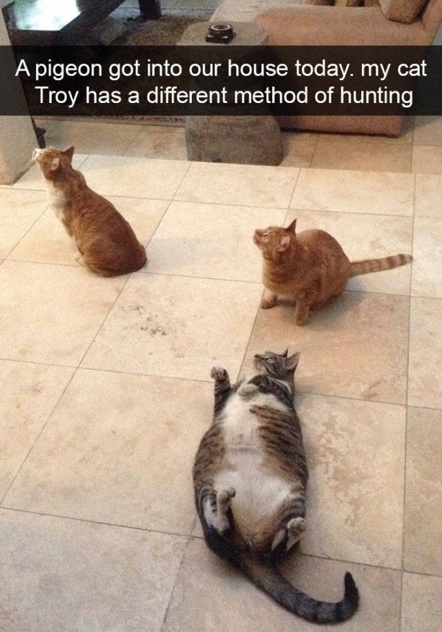 Jokes For Cats Lovers (50 pics)