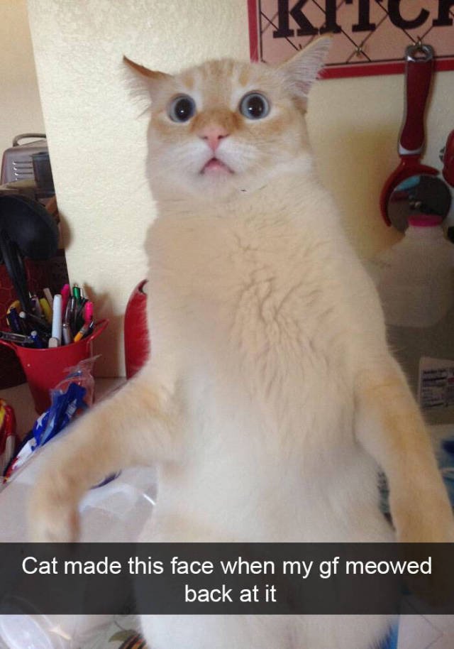 Jokes For Cats Lovers (50 pics)