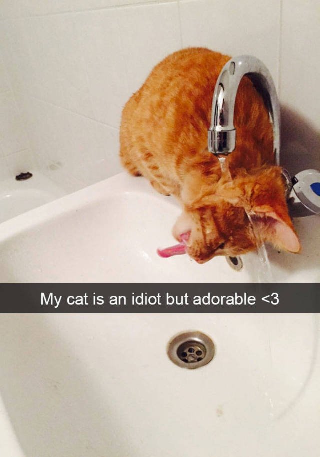 Jokes For Cats Lovers (50 pics)