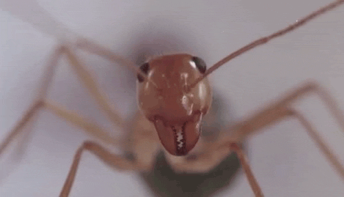 Scary Facts (15 gifs) Scary Facts (15 gifs)
