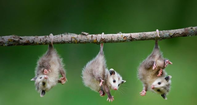Funny Animals (43 pics) Funny Animals (43 pics)