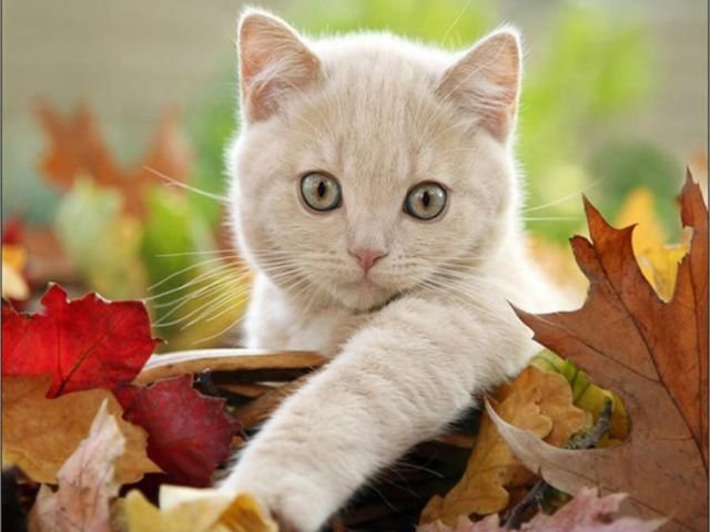 Funny Animals (43 pics) Funny Animals (43 pics)