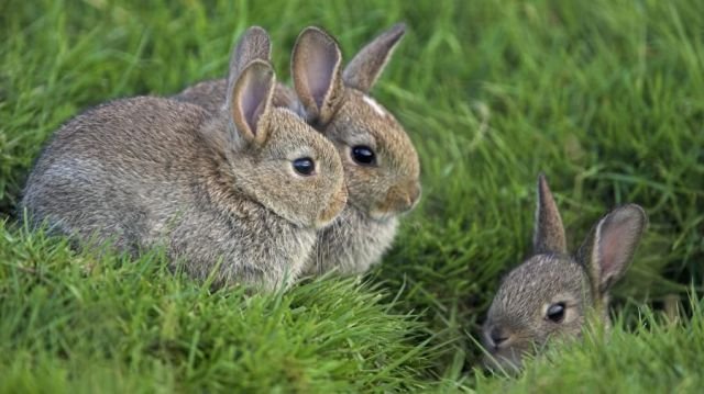 Funny Animals (43 pics) Funny Animals (43 pics)