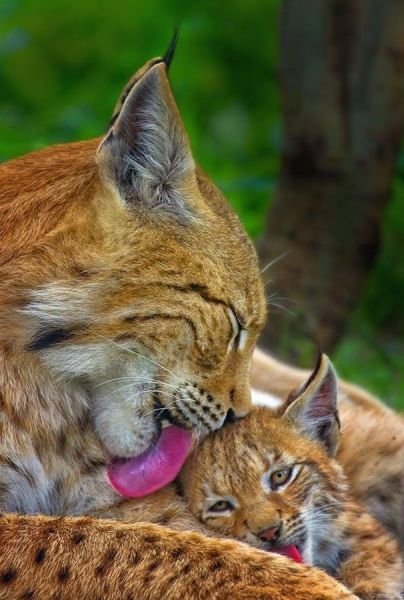 Funny Animals (43 pics) Funny Animals (43 pics)