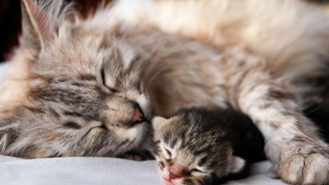 Funny Animals (43 pics) Funny Animals (43 pics)
