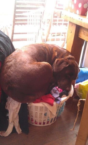 Funny Animals (43 pics) Funny Animals (43 pics)