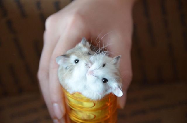 Funny Animals (43 pics) Funny Animals (43 pics)