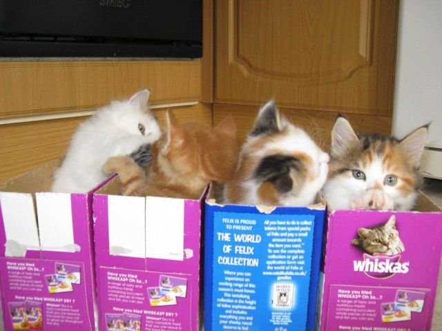Funny Animals (43 pics) Funny Animals (43 pics)